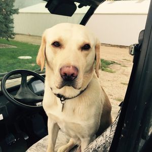 Meet your Posher, Dawn